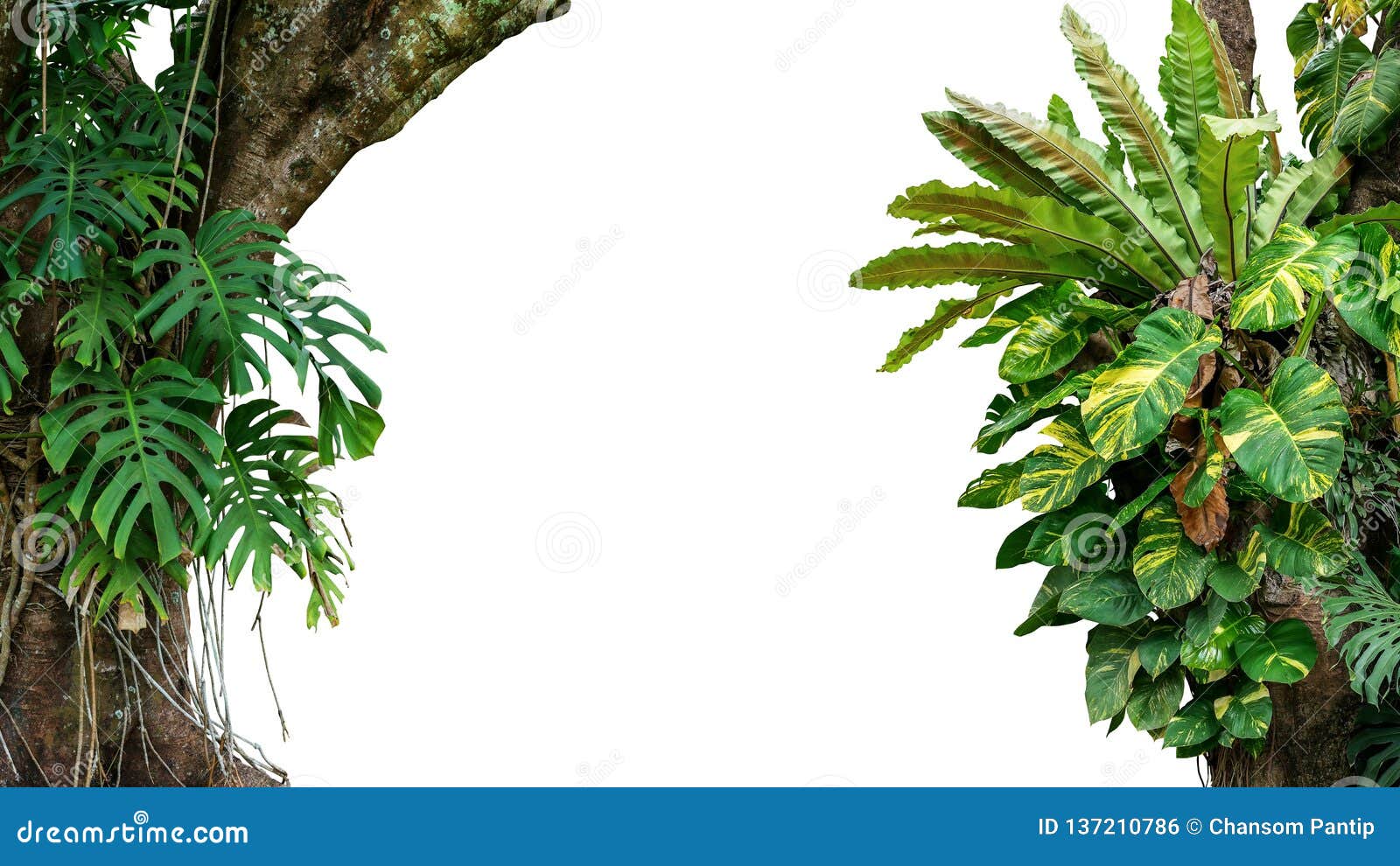 nature frame of jungle trees with tropical rainforest foliage plants climbing monstera, birdÃ¢â¬â¢s nest fern, golden pothos and